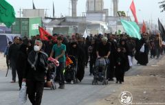 (٢١٦) طريق الحسين عليه السلام يزهو بالزائرين